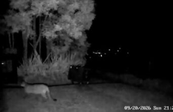 ¡Alerta en La Calera! Avistamiento de un puma y ataques a animales domésticos preocupan a la comunidad