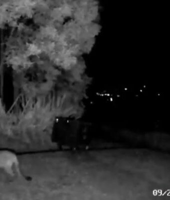¡Alerta en La Calera! Avistamiento de un puma y ataques a animales domésticos preocupan a la comunidad